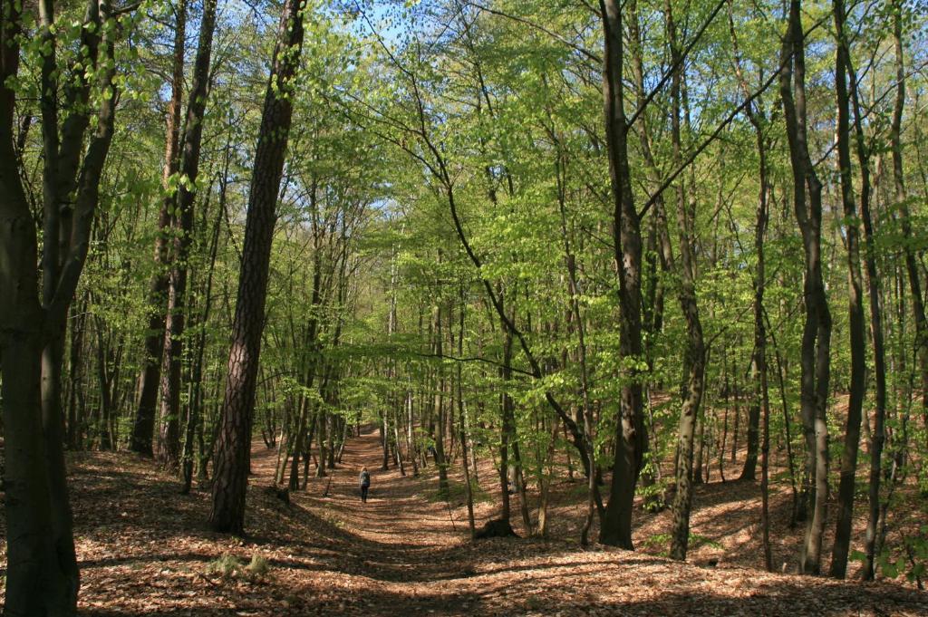 Waldblick